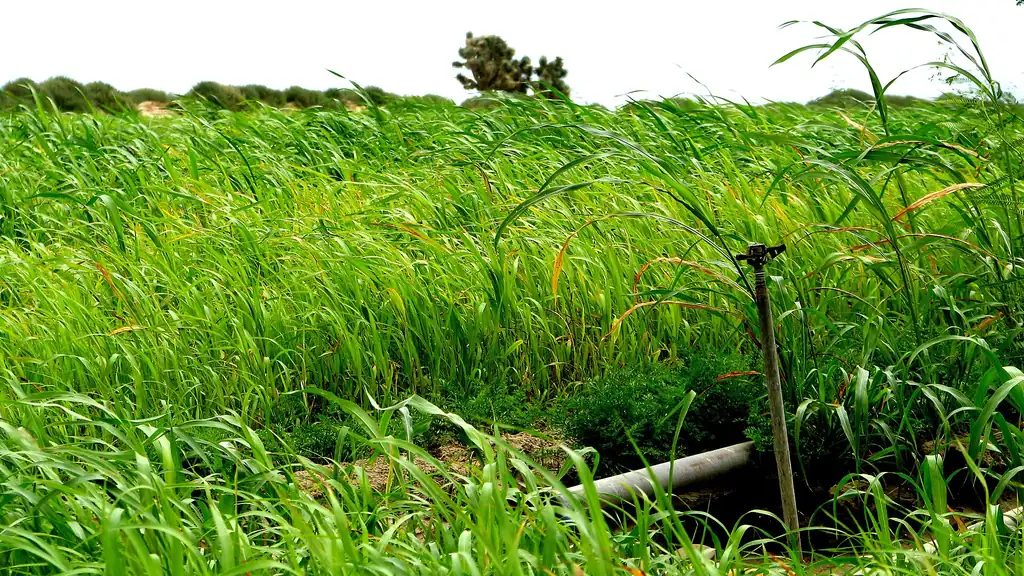 Impact sprinkler operating in a green crop field