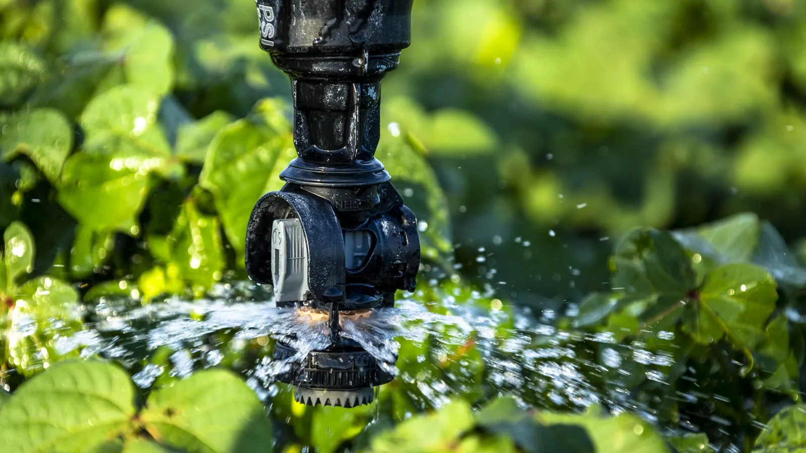 Micro sprinkler spraying over leafy green crops