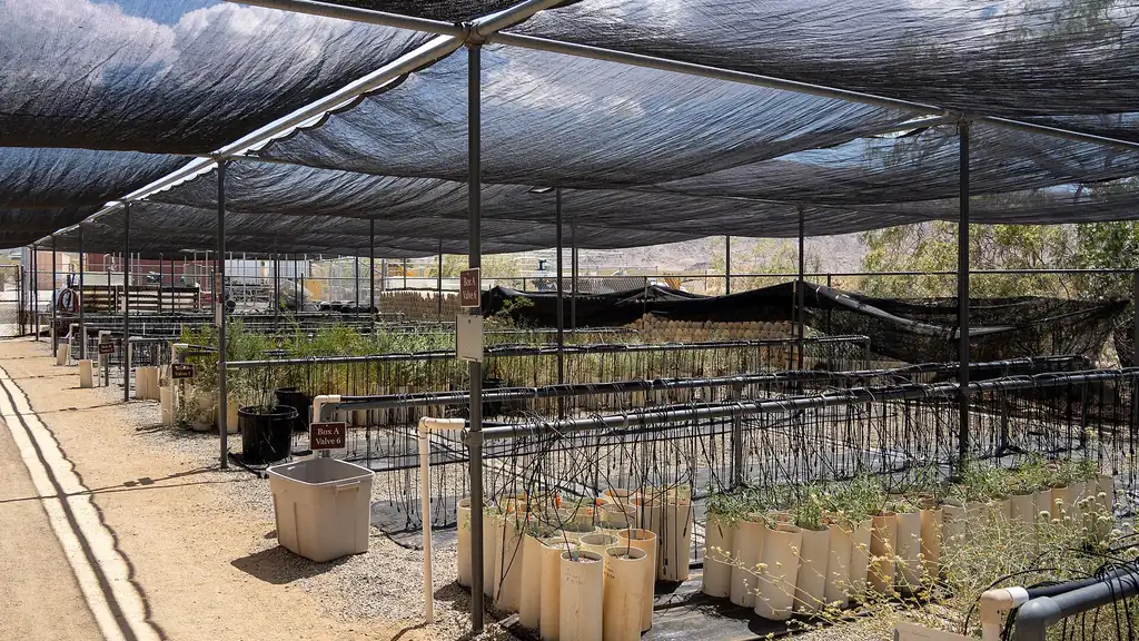 Nursery shade house with rows of potted plants