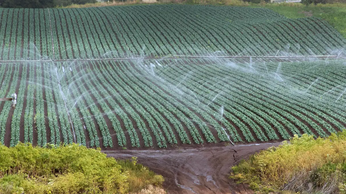 Aerial view of irrigated crop rows with water channel