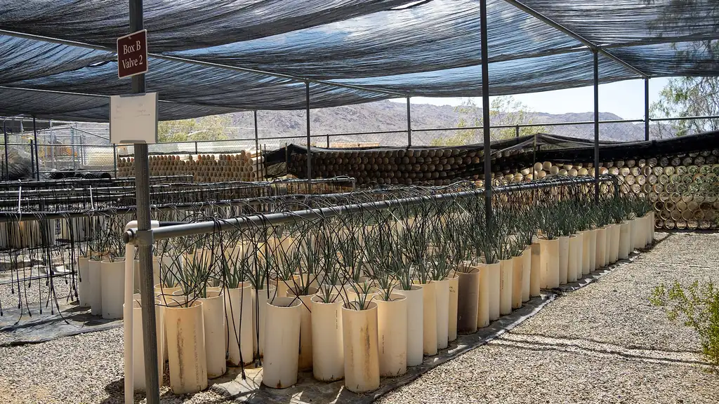 Nursery shade structure with rows of production bags