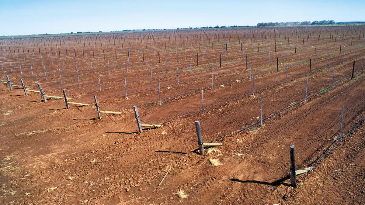 Young orchard rows with irrigation support stakes
