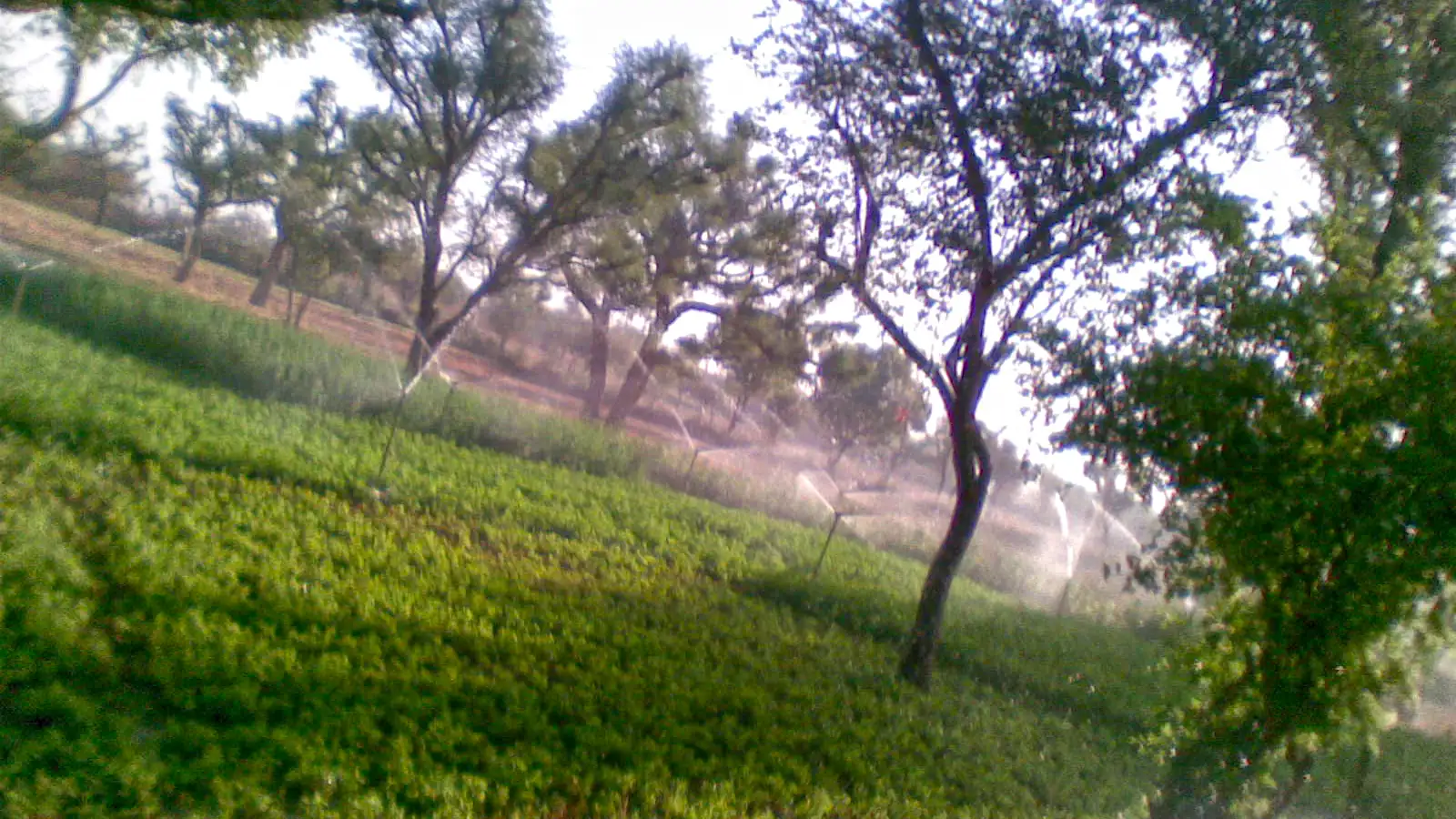 Sprinkler machine spraying between tree rows