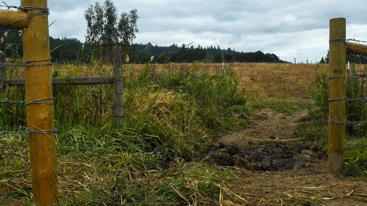 Timber fence and gate opening onto pasture fields