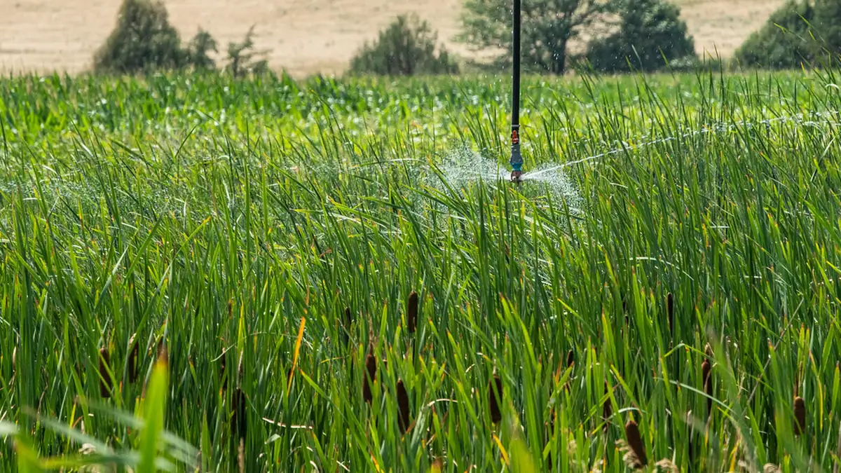 Irrigation sprinkler head spraying along a grassy field edge