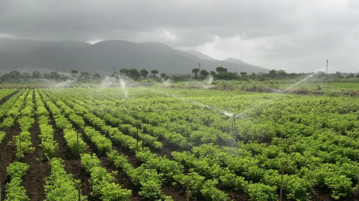 Multiple sprinklers irrigating a crop field with mountains