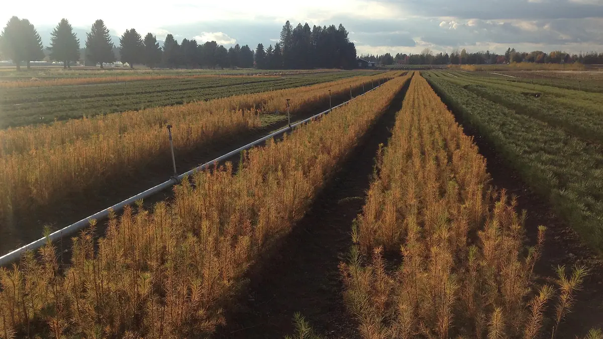 Aerial view of vegetable rows with irrigation lines running between them