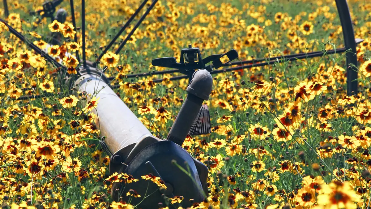 Sprinkler standing over a blooming crop field