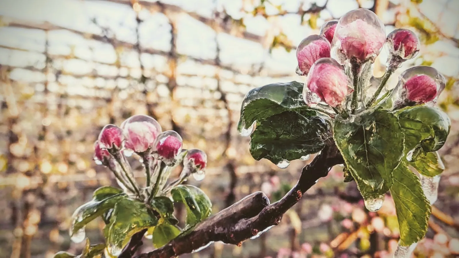 Apple blossoms encased in ice over a trellis