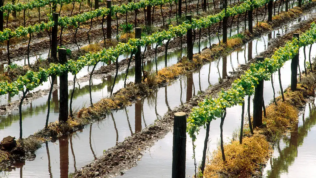 Vineyard rows with irrigation channel between trellises